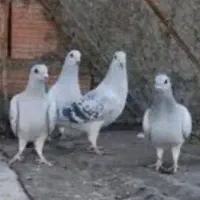 کبوتر  کفتر  شامی کرمان کبوتر کفتر