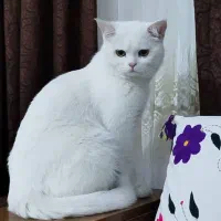 گربه پرشین|گربه|اشکنان, |دیوار