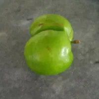 گوجه سبز درختی