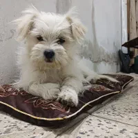 سگ پا کوتاه