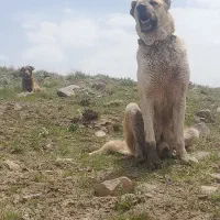 سگ سرابی رایگان