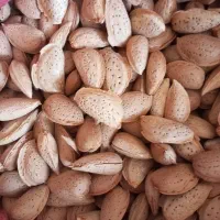 بادام مامایی