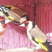 سهره  جوجه سهره|پرنده|اصفهان, کوی گلزار|دیوار