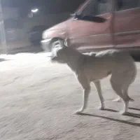 به علت جابه‌جایی|سگ|بجنورد, |دیوار