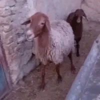 میش بره دار و میش سر سینه