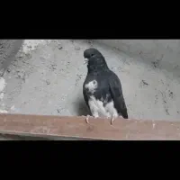 ۹عدد کبوتر رنگی وبهبهانی|پرنده|کازرون, |دیوار