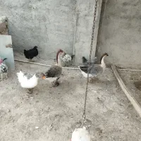 غاز اکراینی نر و ماده بومی