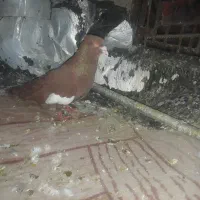 بهبهانی جفتی کار داده مخصوص جوجه
