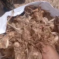 پیاز زعفران رسید