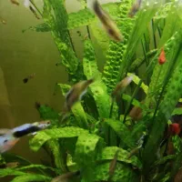 اکواریوم پلنت|ماهی|برخوار, |دیوار