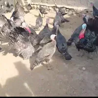بوقلمون محلی