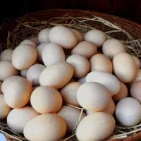 تخم مرغ محلی