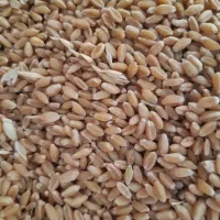 گندم و، لوبیا چشم بلبلی