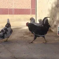 تخم گلین تازه|حیوانات مزرعه|علی‌آباد کتول, |دیوار