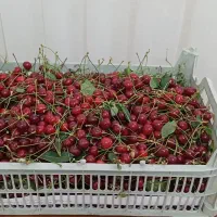 آلبالو تازه و ارگانیک