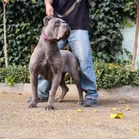 داگو گریت دین آکیتا آلابای خراسانی|سگ|تهران, سعادت‌آباد|دیوار