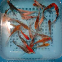 ماهی کوی|ماهی|مشهد, حجاب (شهرک غرب)|دیوار