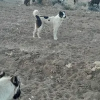 سگ گله|سگ|اردبیل, |دیوار