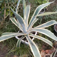 گلهای حیاتی وداخل منزل