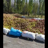 بادریز سیب زیر درختی شکی