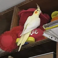 عروس پاریس هلندی ماده