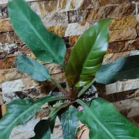 فروش گلهای طبیعی باقیمت خیلی خوب|گل و گیاه طبیعی|ساری, |دیوار