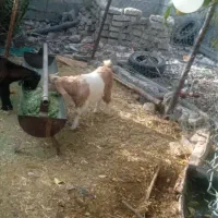 فروش دوراس کهره نر