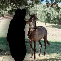 مادیان|اسب و تجهیزات اسبسواری|گچی, |دیوار