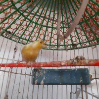 نرقناری خوب وخوشگل وبهترین رنگ|پرنده|هیرمند, |دیوار