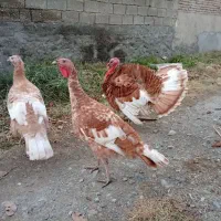 ۳تا بوقلمون  خوشگل اماده تخم گذاری