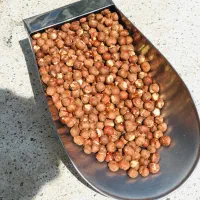 مغز فندق قهوه ایی فندق مغز فندق