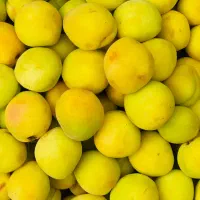 قیصی درشت فلکه ای