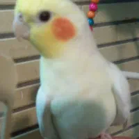 عروس هلندی نر و مادخ