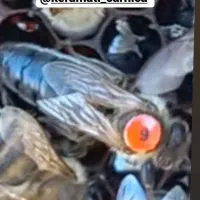 فروش ملکه های کارنیکا آلمانی واتریشی