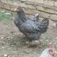 برهما وآمروک|حیوانات مزرعه|مشهد, شهید علی محمدی|دیوار