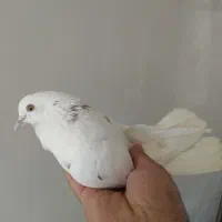 ماده گرفتنی ی مهر کم رنگم داره