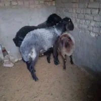 بره نر