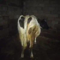 یک عدد گاو آبستن به دلیل نیاز مالی بفروش میرسد