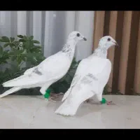 کبوتر کاغذی و سار