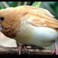 فنچ بنگالی فنج پرستار