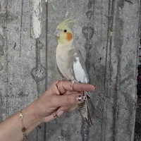 عروس هلندی