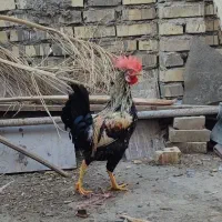 خروس 4عدد