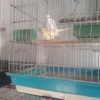 طوطی عروس مولد|پرنده|محمدشهر, عباس آباد|دیوار