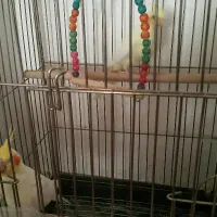 عروس هلندی