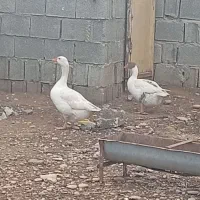 یک جفت غاز به شرت تخم و جوجه به فروش میرسد