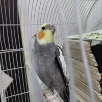 عروس هلندی نر و ماده