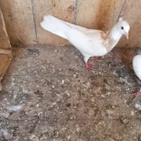 جوجه کفتر طوقی