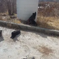 توله سگ ژرمنشپرد دوماهه نروماده|سگ|یاسوج, |دیوار