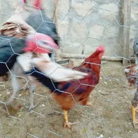 بوقلمون و خروس|حیوانات مزرعه|سیوان, |دیوار