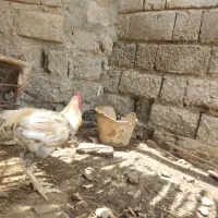 مرغ و خروس